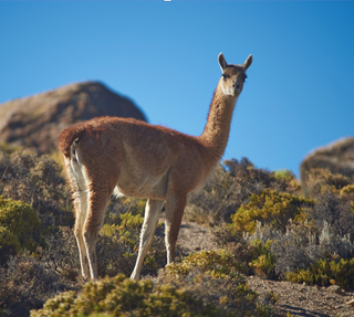 From the Andes to Your Wardrobe: The Unparalleled Quality of Vicuna Wool