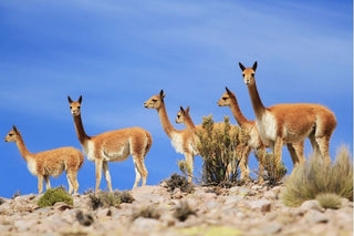 The Resurgence of the Vicuna Population: A Success Story